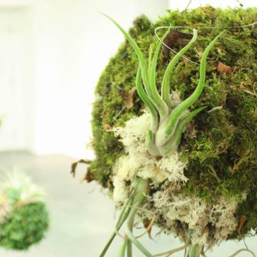 Sustainable Futures |  SIRIUS 
The Old Yacht Club Cobh, Co. Cork | Friday 9 February to Sunday 1 April 2018 | to 