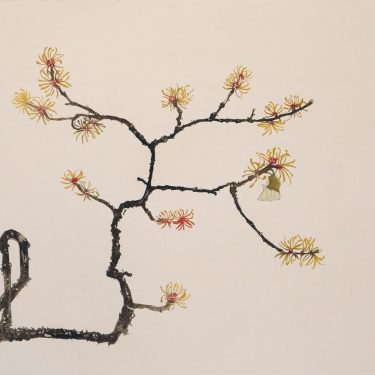 Cliona Doyle: Bower |  Graphic Studio Gallery 
off Cope Street Temple Bar, Dublin 2 | Friday 15 June to Saturday 7 July 2018 | to 