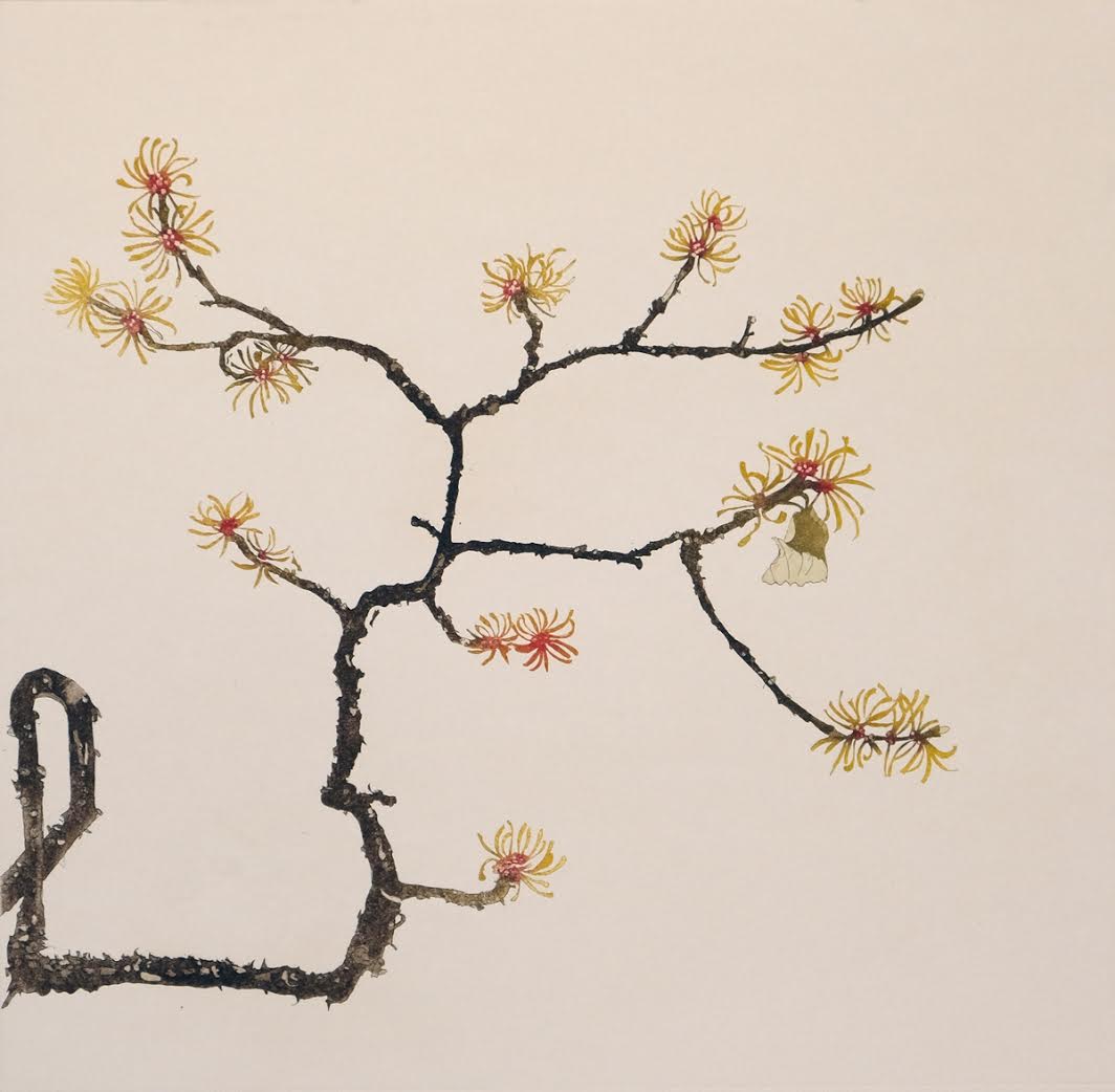 Cliona Doyle, Witch Hazel | Cliona Doyle: Bower | Friday 15 June  – Saturday 7 July 2018 | Graphic Studio Gallery