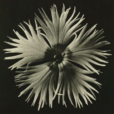 Karl Blossfeldt: Art Forms in Nature |  Limerick City Gallery 
Pery Square, Limerick | Friday 20 July to Sunday 2 September 2018 | to 
