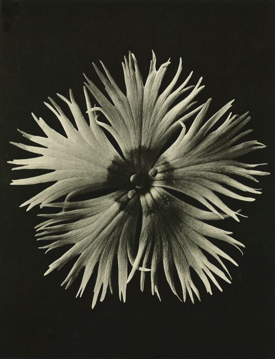 All images part of Wundergarten der Natur,1932; © Estate of Karl Blossfeldt, Courtesy Hayward Touring | Karl Blossfeldt: Art Forms in Nature | Friday 20 July  – Sunday 2 September 2018 | Limerick City Gallery