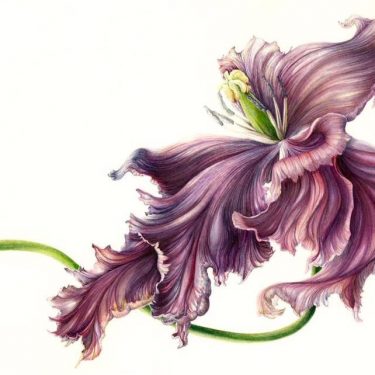 Mary Dillon: At the Heart Botanical |  Arthouse Studios and Library 
Court Square, Main Street Stradbally, Co. Laois | Friday 6 July to Wednesday 25 July 2018 | to 