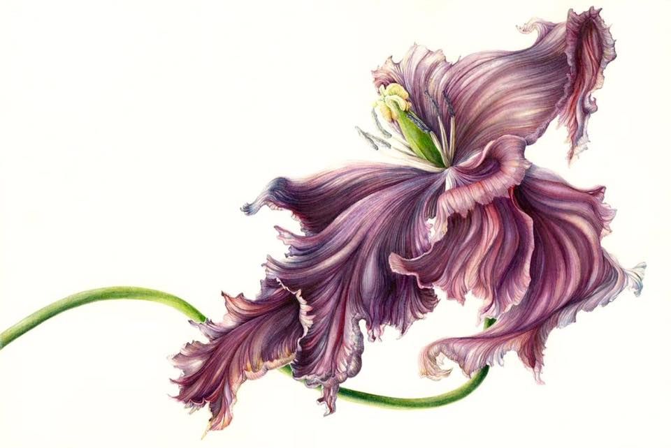 Mary Dillon: At the Heart Botanical | Friday 6 July  – Wednesday 25 July 2018 | Arthouse Studios and Library