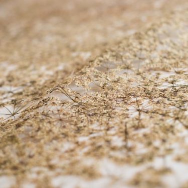 Naomi Draper: Florilegium, a Gathering of Flowers |  Limerick City Gallery 
Pery Square, Limerick | Friday 20 July to Sunday 2 September 2018 | to 