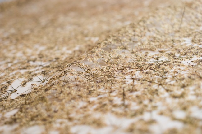 Naomi Draper: Veil III, 2017 (detail), pressed flowers, 1m x 8m | Naomi Draper: Florilegium, a Gathering of Flowers | Friday 20 July  – Sunday 2 September 2018 | Limerick City Gallery