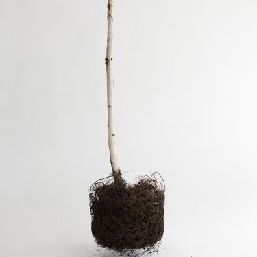 Anita Groener: The Past is a Foreign Country |  Limerick City Gallery 
Pery Square, Limerick | Sunday 30 September 2018 to Sunday 6 January 2019 | to 