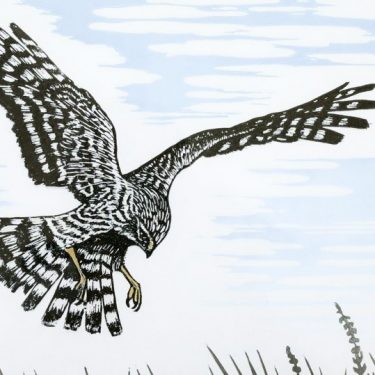 Shelagh Dwyer: Peregrinations |  Regional Cultural Centre 
Port Road, Letterkenny Co. Donegal | Tuesday 12 February to Saturday 2 March 2019 | to 