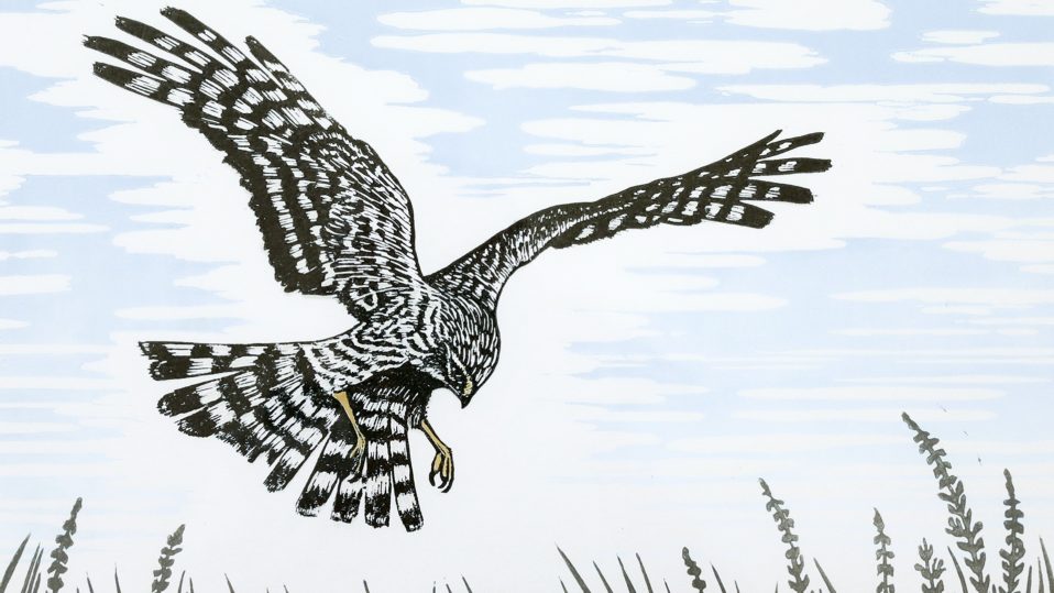 Shelagh Dwyer: Peregrinations | Tuesday 12 February  – Saturday 2 March 2019 | Regional Cultural Centre