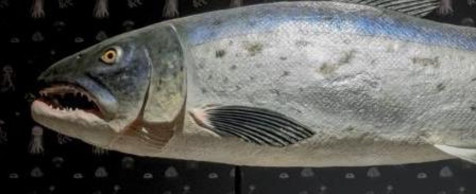 Salmon-of-Knowledge-returns