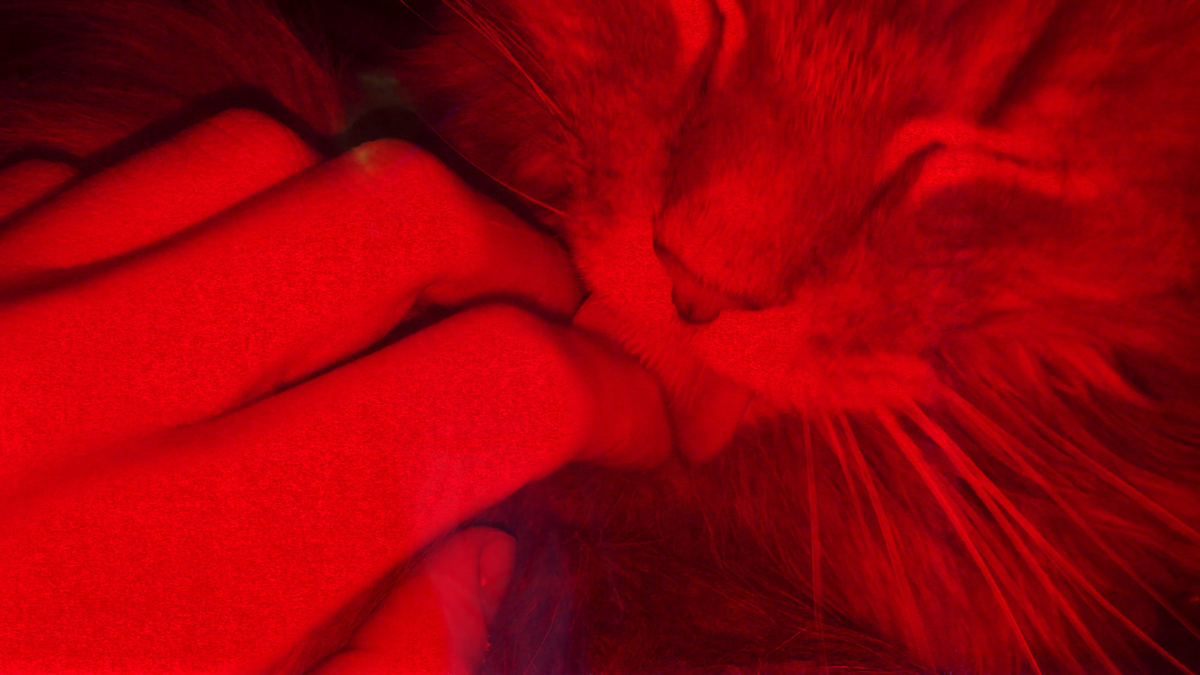 Patrick Staff: The Prince of Homburg | Saturday 21 September  – Sunday 17 November 2019 | IMMA