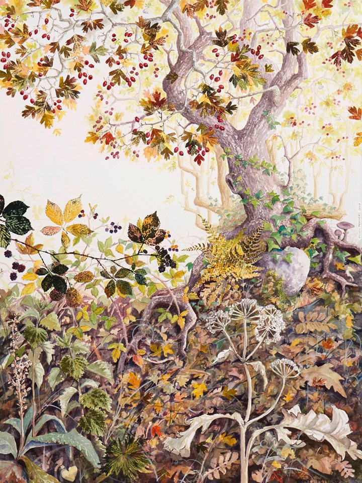 Yanny Petters: Autumn in a Hedgerow, watercolour on Arches paper, 78cm x 58cm | Yanny Petters: HEDGEROW, stories from a linear world | Sunday 13 October  – Sunday 17 November 2019 | Olivier Cornet Gallery