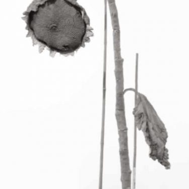 Daphne Wright: A quiet mutiny |  Crawford Art Gallery 
Emmet Place, Cork | Friday 15 November 2019 to Sunday 16 February 2020 | to 