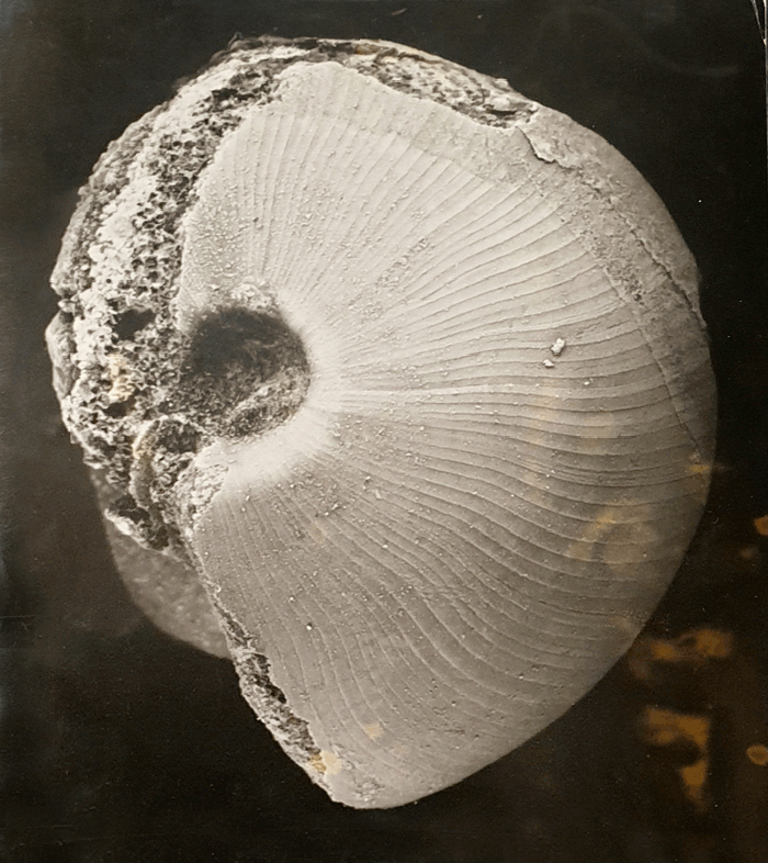 Goniatite fossil, photographic print, photographed by Veronica Burns (1914-1998), former Curator Trinity Geological Museum. Digital image reproduction Anne Kelly. © Image courtesy of the Trinity Geological Museum, TCD | In the Age of Conscious Makers | Monday 4 November 2019  – Monday 6 January 2020 | NCAD Gallery