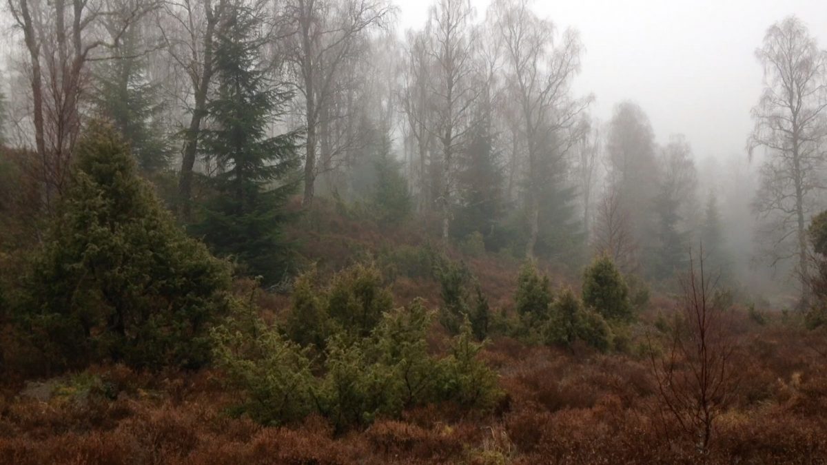 Charlotte Prodger. Still from BRIDGIT, 2016, UK. Courtesy of the artist and LUX | Outburst 2019: Radical Intimacies | Friday 8 November  – Saturday 14 December 2019 | Golden Thread Gallery