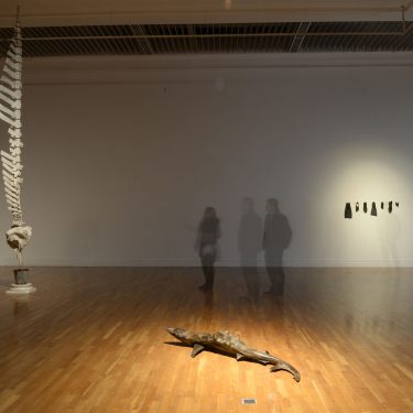 Dorothy Cross ARHA: The Shelf |  Royal Hibernian Academy 
15 Ely Place, Dublin 2 | Friday 22 November 2019 to Sunday 26 January 2020 | to 