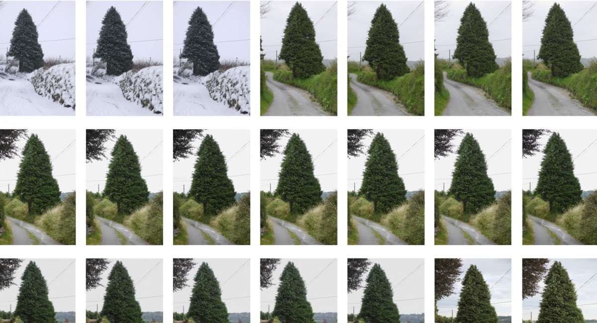 Miriam O'Connor, Leylandiic, 2019, archival pigment print on Hahnemuhle Photo Rag paper | Miriam O’Connor: Tomorrow is Sunday | Saturday 25 January  – Saturday 22 August 2020 | SIRIUS