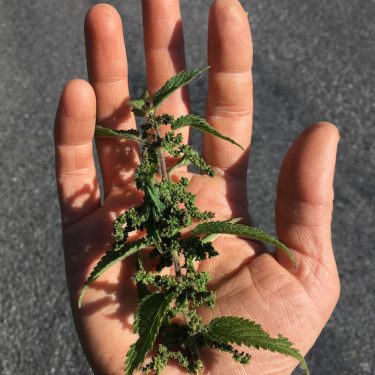 Willam Bock: Land Walks Land Talks Land Marks  |  Uillinn: West Cork Arts Centre 
Skibbereen, Co Cork | Saturday 29 February to Saturday 4 April 2020 | to 