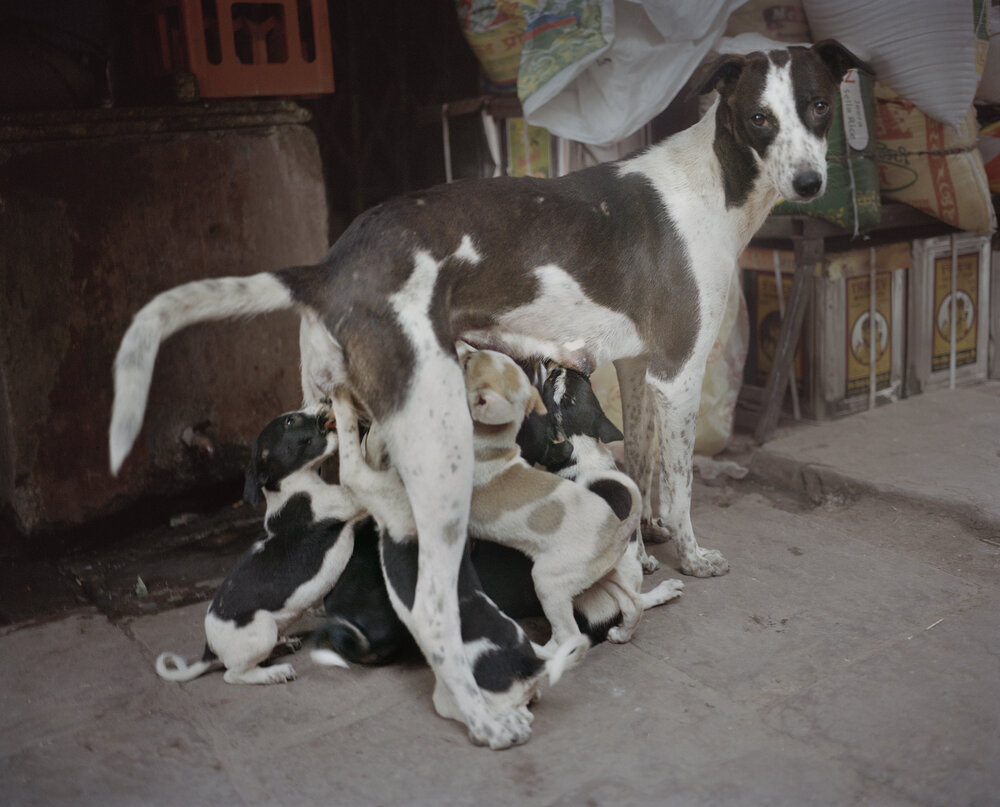 Hannah Modigh: Delta | Thursday 5 March  – Friday 31 July 2020 | Photo Museum Ireland