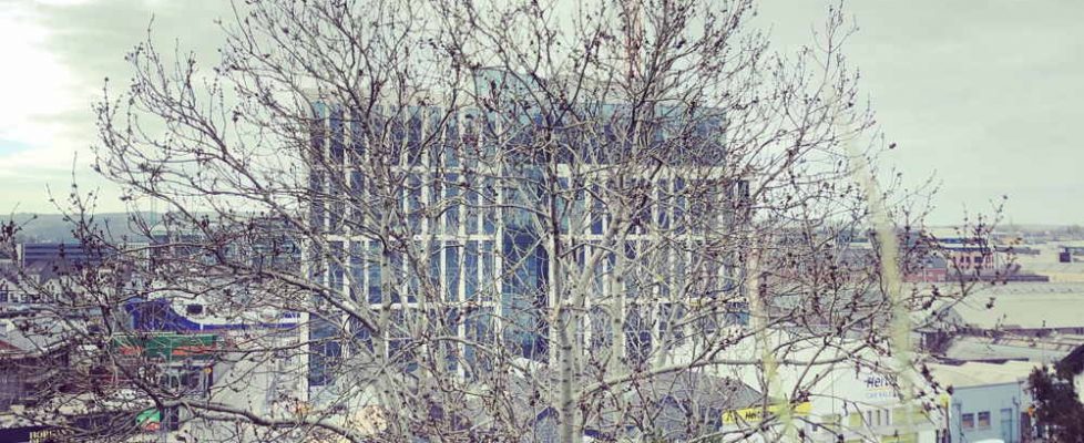 hello-tree-veins-of-the-city