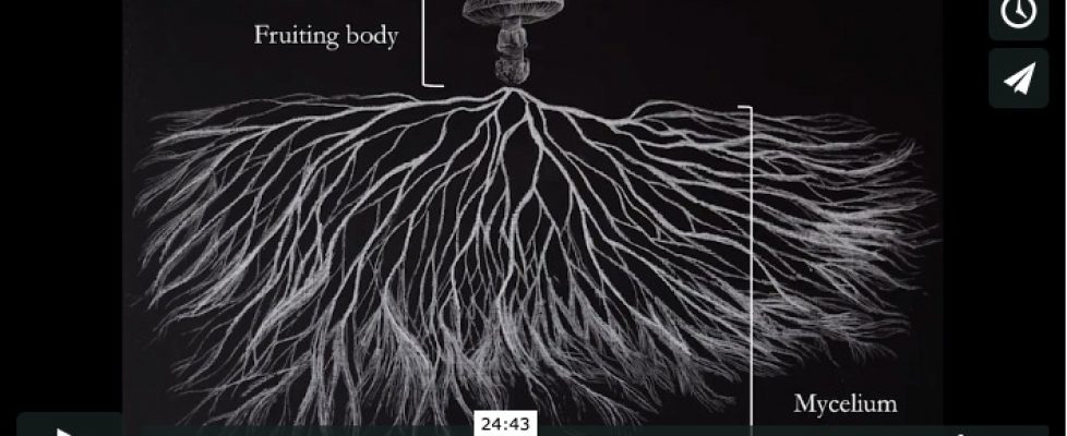 Screenshot 2020-06-13 at 08.07.45