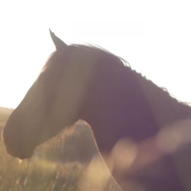 Mark Garry: An Lucht Siúil (The Walking People) |  Roscommon Arts Centre 
Circular Road Roscommon Town | Friday 7 August to Friday 25 September 2020 | to 