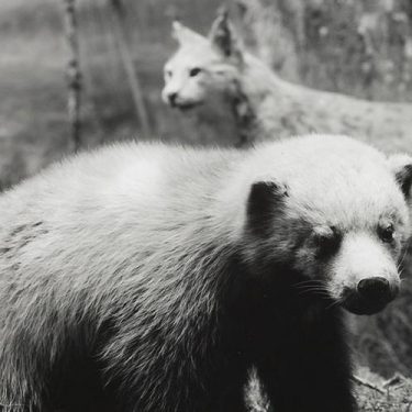 Gerard Byrne: Beasts |  Kerlin Gallery 
Anne's Lane South Anne Street, Dublin 2 | Wednesday 27 January to Friday 30 April 2021 | to 