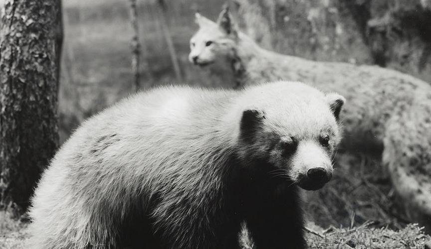 Gerard Byrne: Eight beast, 2018, Analogue silver gelatin print, edition of 4 + 1AP, 99 x 123 cm/39 x 48.4 in | Gerard Byrne: Beasts | from 27 January 2021  non | Kerlin Gallery