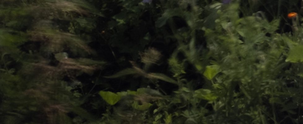 LCGA_TestSpace_2021_evite copy