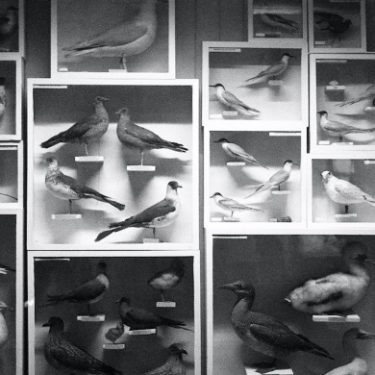 Maria Maarbjerg: ode to changes |  Royal Hibernian Academy 
15 Ely Place, Dublin 2 | Friday 26 November 2021 to Sunday 23 January 2022 | to 