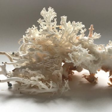 Eileen Hutton: Mycelial Communities |  Butler Gallery 
Evans’ Home John’s Quay, Kilkenny | Saturday 30 October to Sunday 5 December 2021 | to 