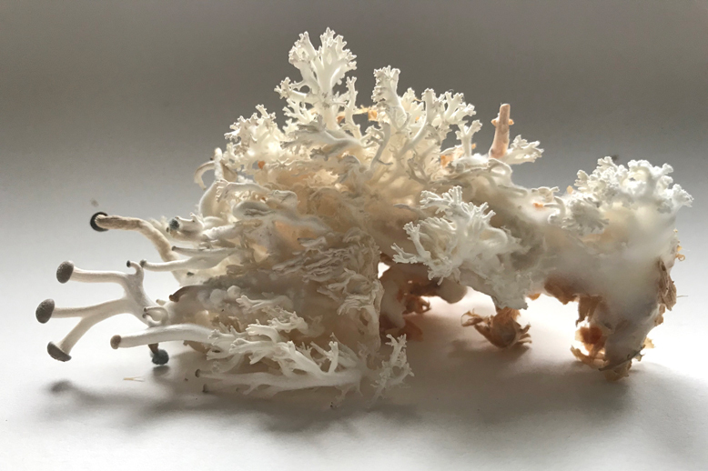 Eileen Hutton: Mycelial Communities | Saturday 30 October  – Sunday 5 December 2021 | Butler Gallery