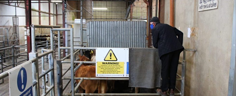 Laura-Earley-Mart-image-1-scaled