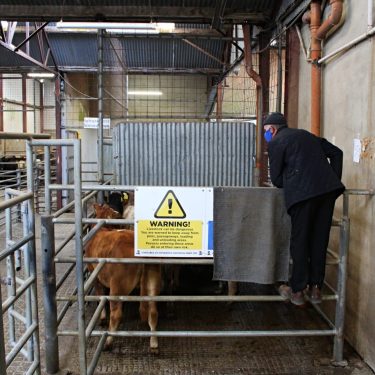 Laura Earley: The Mart Project |  Roscommon Arts Centre 
Circular Road Roscommon Town | Saturday 26 March to Thursday 14 April 2022 | to 