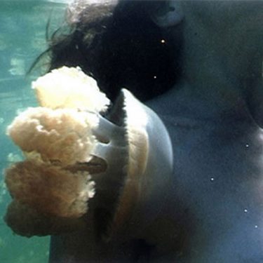 Dorothy Cross: Jellyfish Lake |  Crawford Art Gallery 
Emmet Place, Cork | Friday 22 April to Sunday 15 May 2022 | to 