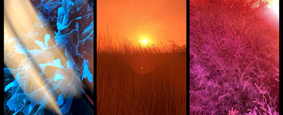 jennifer-lewandowski