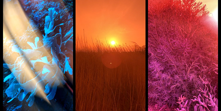 Jennifer Lewandowski, Subtle Bodies, Part 1 (still), 2021. HD video, colour, sound, 2:50 minutes. Courtesy of the artists | Jennifer Lewandowski and Samuel Levack: A Prayer of Progress in the Light | Thursday 28 April  – Sunday 28 August 2022 | Triskel Arts Centre