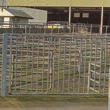 Laura Fitzgerald, Miriam O’Connor, Marian Balfe: An Animate Land |  Roscommon Arts Centre 
Circular Road Roscommon Town | Saturday 21 May to Friday 1 July 2022 | to 