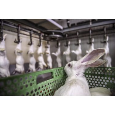 HIDDEN: Animals in The Anthropocene |  The Source Arts Centre 
Thurles Co Tipperary | Friday 9 September to Saturday 15 October 2022 | to 