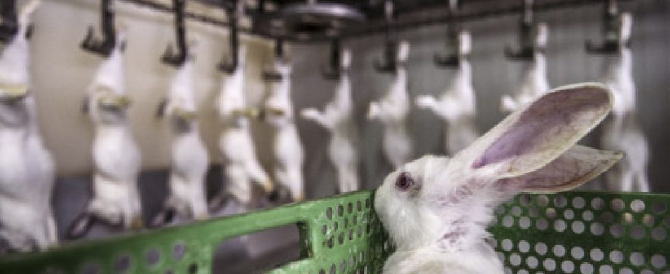 Hidden_Rabbit_SourceArts