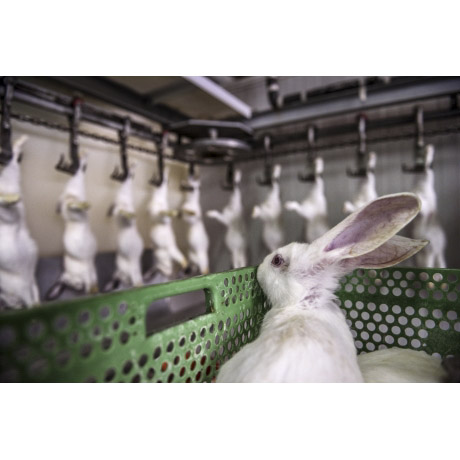 Aitor Garmendia | HIDDEN: Animals in The Anthropocene | Friday 9 September  – Saturday 15 October 2022 | The Source Arts Centre