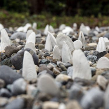 Mary Conroy: Mussels: A Magic Moving Living Thing |  Butler Gallery 
Evans’ Home John’s Quay, Kilkenny | Monday 22 August to Friday 14 October 2022 | to 