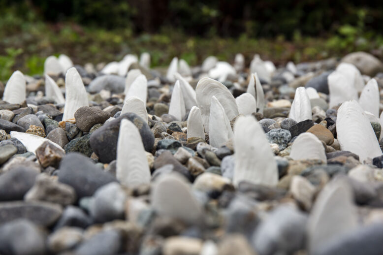 Mary Conroy: Mussels: A Magic Moving Living Thing | Monday 22 August  – Friday 14 October 2022 | Butler Gallery