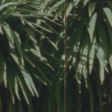 Fugitive Seeds |  CCA 
5-7 Artillery Street Derry~Londonderry | Wednesday 19 October to Wednesday 21 December 2022 | to 