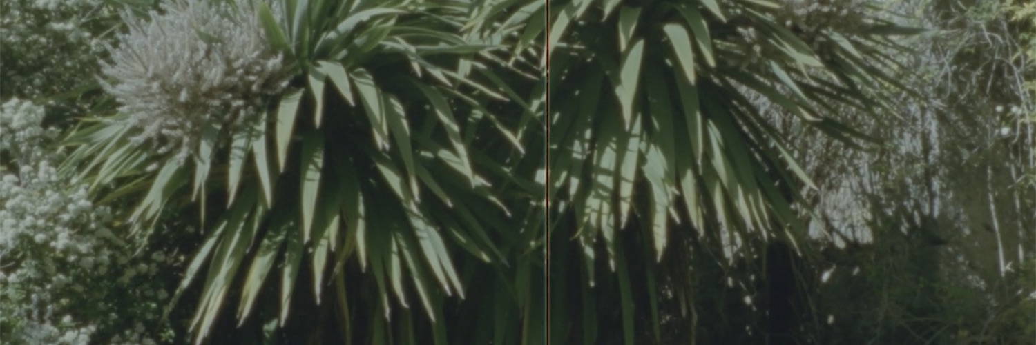 Fugitive Seeds | Wednesday 19 October  – Wednesday 21 December 2022 | CCA