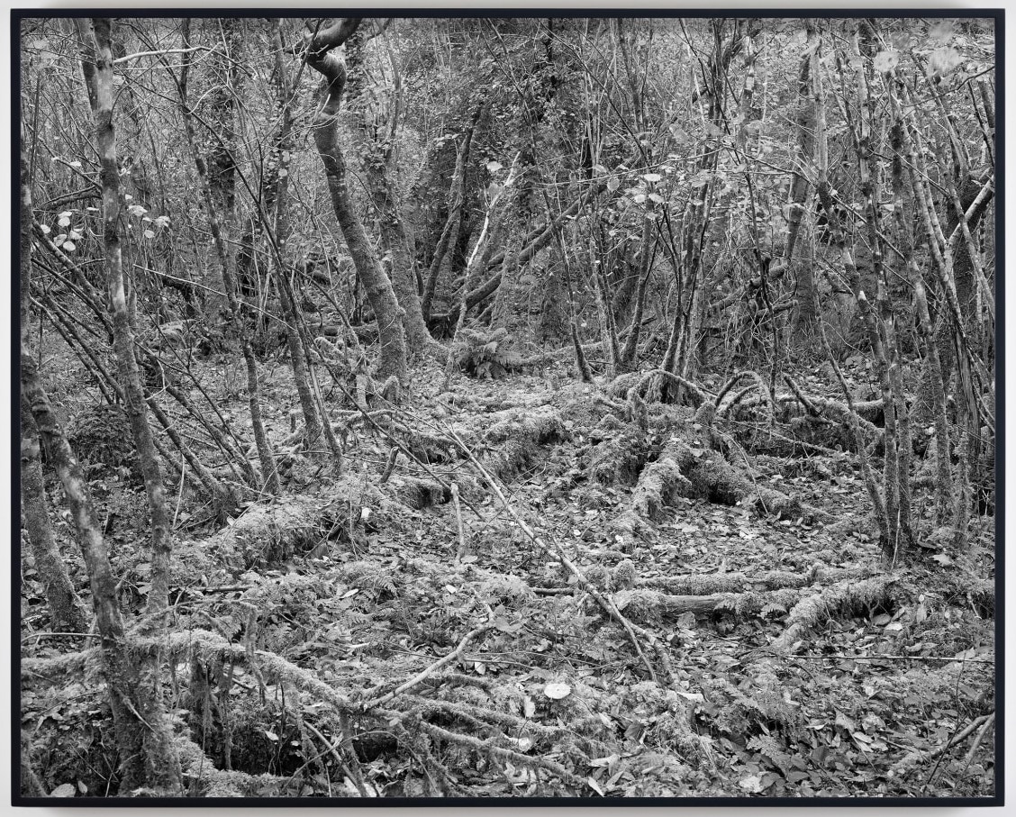 Willie Doherty: Engulfed, 2021, pigment print on Hanemühle photo rag Baryta 315gsm; edition of 3; 109 x 135.5cm in frame | Willie Doherty: IS AND IS NOT | Saturday 15 October  – Saturday 19 November 2022 | Kerlin Gallery