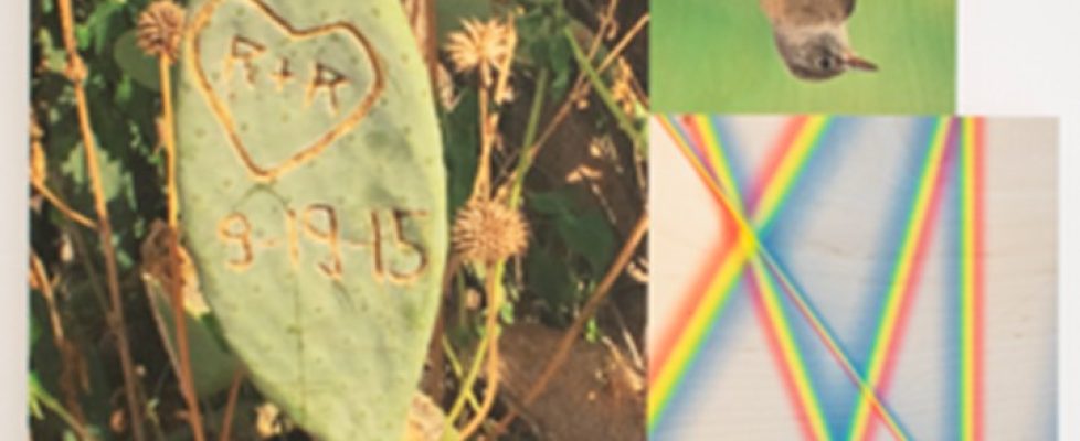 George Bolster, Stolen from the Nations, Now Squandered by Politicians, Reprotect and Conserve (2020), UV Prints directly onto wood