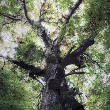 Rachel McClure: The Heart is a Lonely Hunter |  Photo Museum Ireland 
Meeting House Square Temple Bar, Dublin 2 | Thursday 23 March to Saturday 15 April 2023 | to 