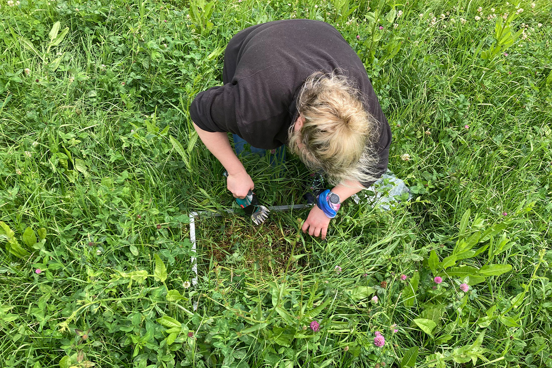 'Multi-species Quadrat study' © Seoidín O'Sullivan, 2022. Observation of small plots PhD study by scientist Jane Shackleton on Devenish's research farm at Dowth | Holdings | Saturday 6 May  – Saturday 17 June 2023 | Solstice Arts Centre | Image: 'Multi-species Quadrat study' © Seoidín O'Sullivan, 2022. Observation of small plots PhD study by scientist Jane Shackleton on Devenish's research farm at Dowth 