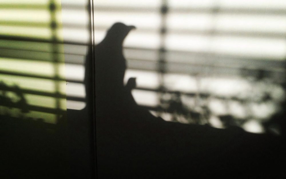 Paul Rooney and Deirdre Schoales: R2D2 | Tuesday 21 March  – Saturday 6 May 2023 | Regional Cultural Centre | Image: photo of shadows cast on a wall – possibly pigeon and Venetian blinds; muted colours 