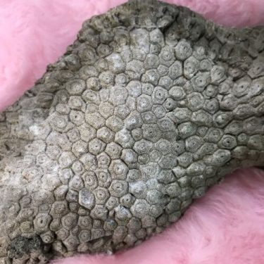 Darran McGlynn: Leaves Ground |  Roscommon Arts Centre 
Circular Road Roscommon Town | Friday 16 June to Friday 11 August 2023 | to 